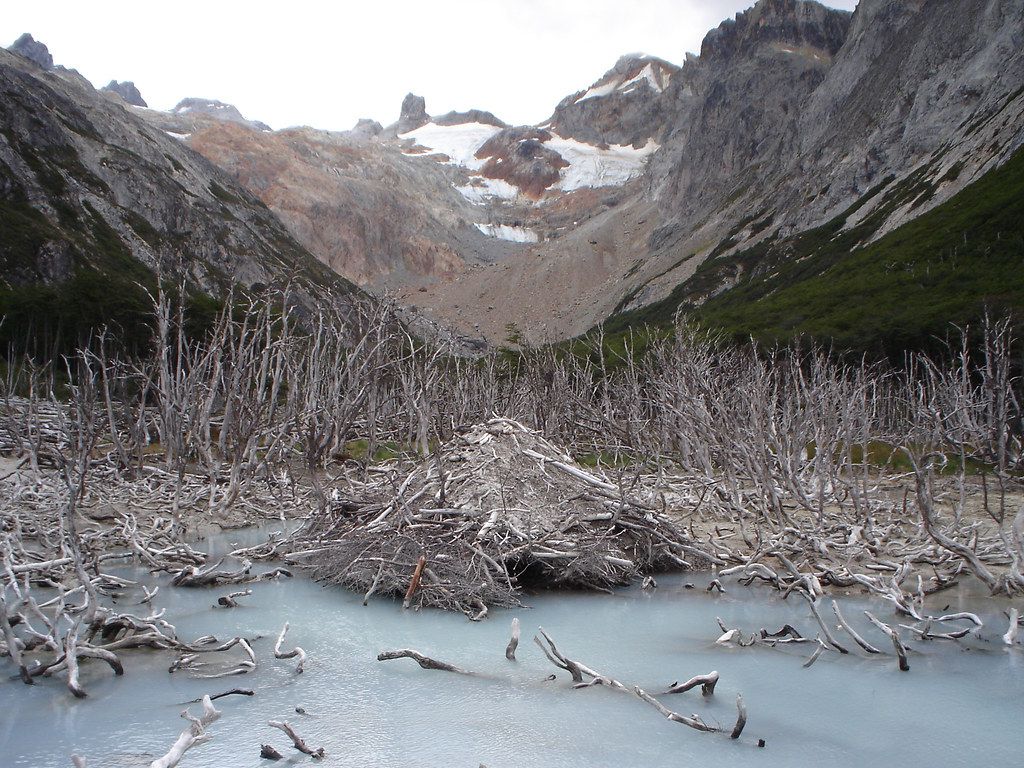 Madriguera de castor rodeada de árboles muertos en el valle de Laguna Esmeralda, con el glaciar Ojo del Albino de fondo