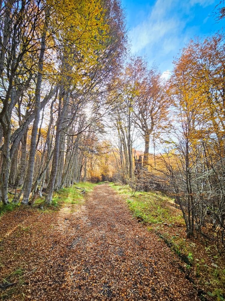 Sendero entre lengas con hojas amarillas y naranjas en otoño, Tierra del Fuego