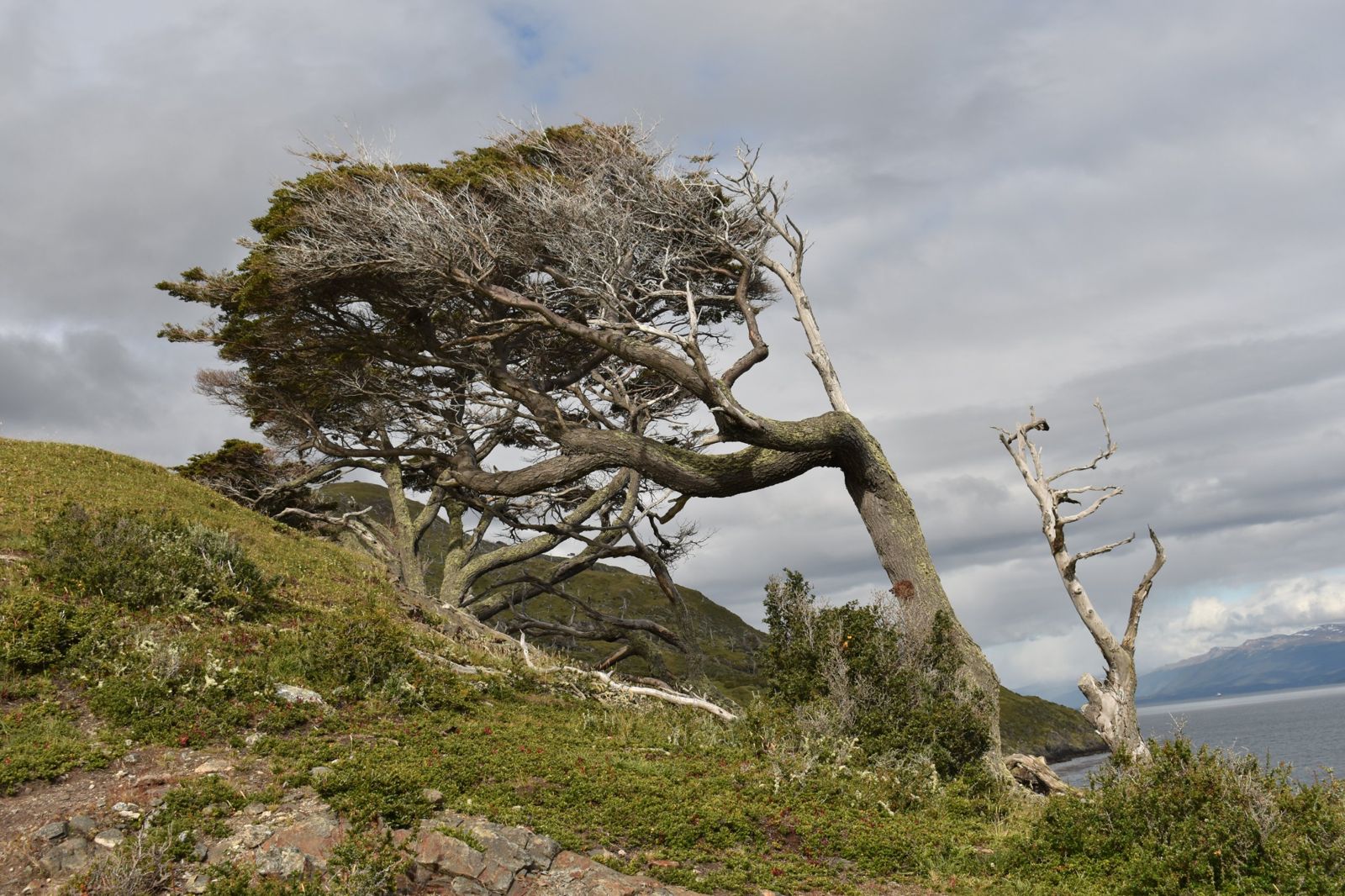 Árbol bandera inclinado por el viento en la costa del Canal Beagle, con las ramas creciendo hacia un solo lado, Ushuaia