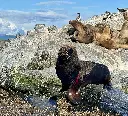 lobo marino .webp