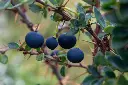 calafates parque ushuaia explore tdf.webp