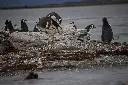 PAPUAS Y MAGALLANICOS.CR2.webp