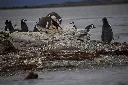 PAPUAS Y MAGALLANICOS.CR2.webp