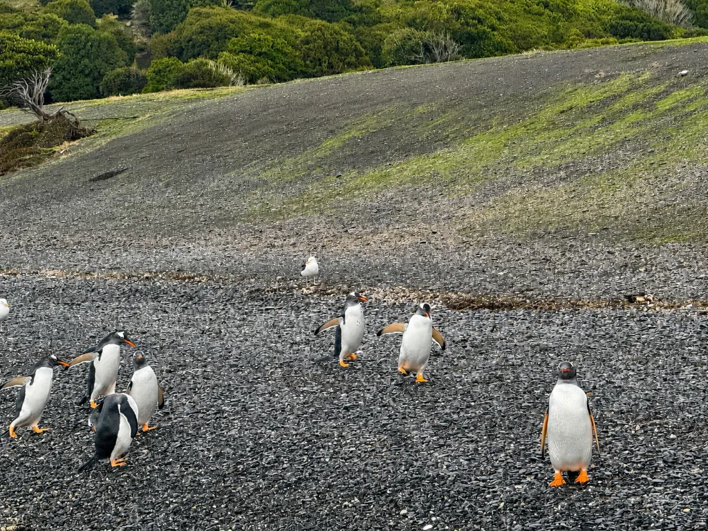  Pinguinos Papua en Invierno.webp
