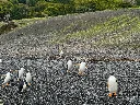  Pinguinos Papua en Invierno.webp