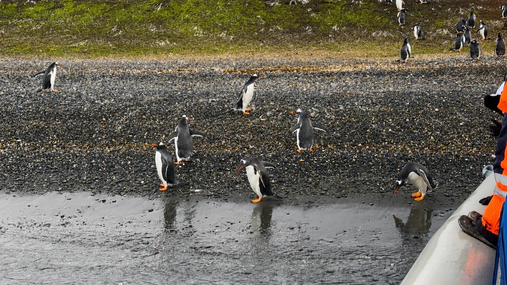 Avistaje de Pinguinos Papua invierno Ushuaia.webp