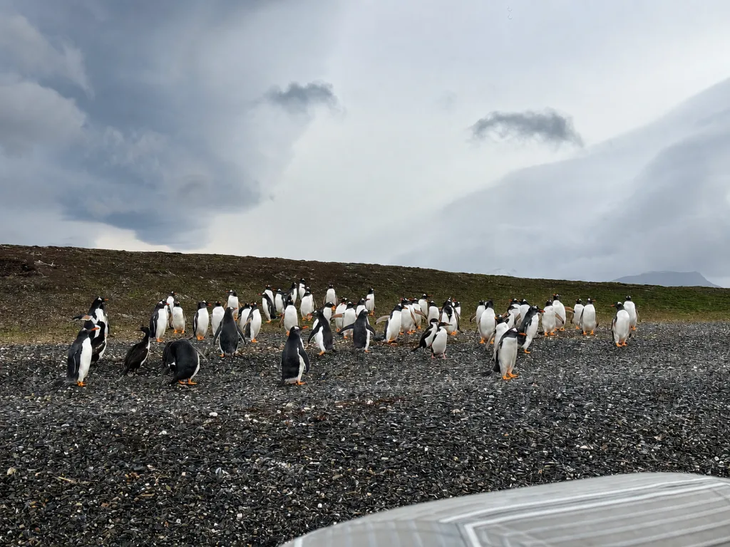 Colonia de Pinguinos Papua en Invierno.webp