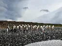 Colonia de Pinguinos Papua en Invierno.webp