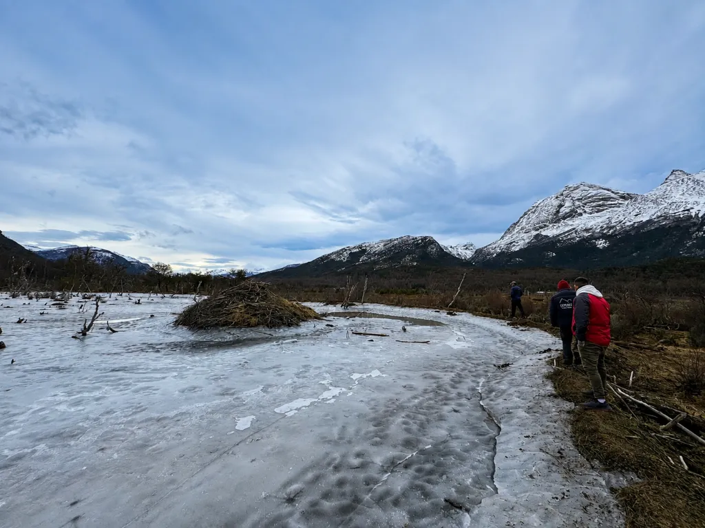 visita castorera en invierno.webp