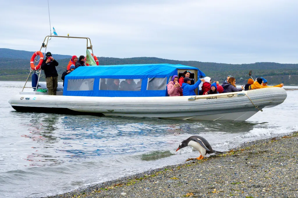 PinguineraOnashagaExpeditionsDía2-108.webp