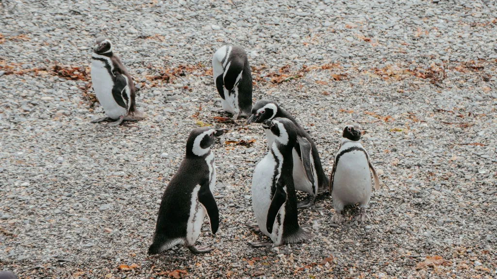 PinguineraOnashagaExpeditions-105.webp