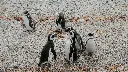 PinguineraOnashagaExpeditions-105.webp