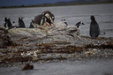 PAPUAS Y MAGALLANICOS.CR2.webp