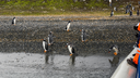 Publicación de blog '¿Por qué en Ushuaia hay pingüinos también en invierno?' cover image.webp