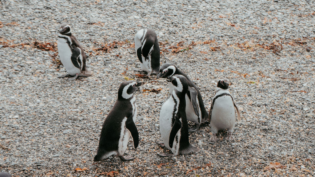 PinguineraOnashagaExpeditions-105.webp