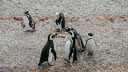 PinguineraOnashagaExpeditions-105.webp