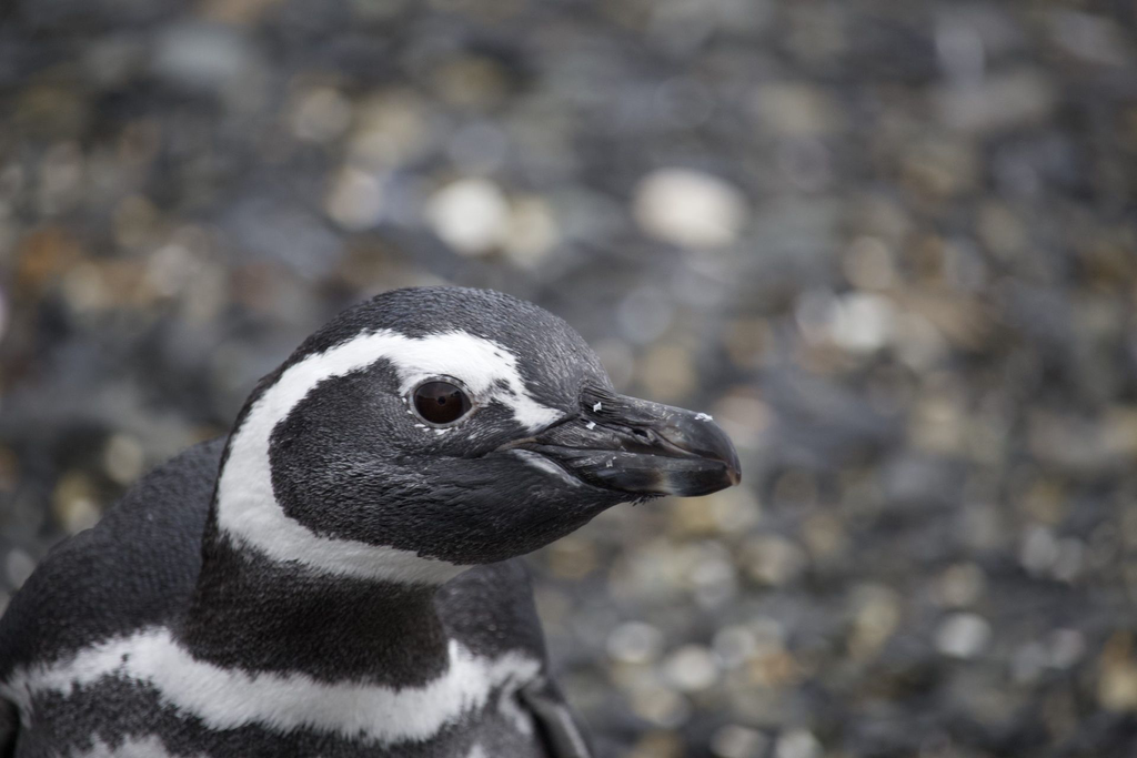 Copia-de-PINGUINO-MAGALLANICO2-scaled.webp