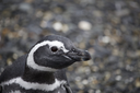 Copia-de-PINGUINO-MAGALLANICO2-scaled.webp