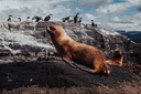 Isla de Los Lobos