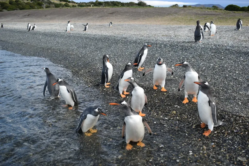 A Rota da Centolla & Observação de Pinguins (Adulto acima de 12 anos)