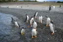 The King Crab Route & Penguin Watching