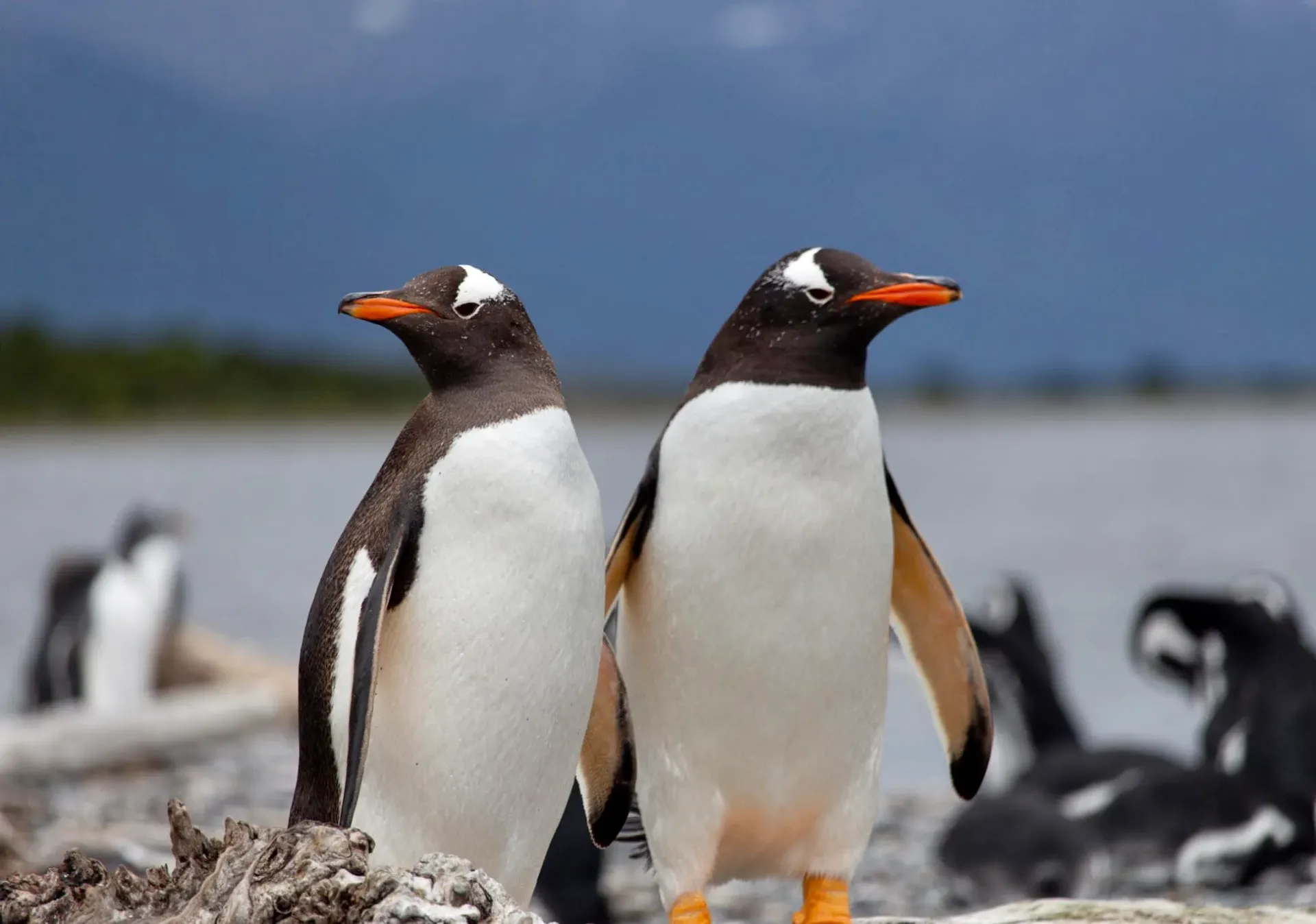Ushuaia Trekking Pingüinos en 3 Días Activos (Adulto mayor de 13 años)