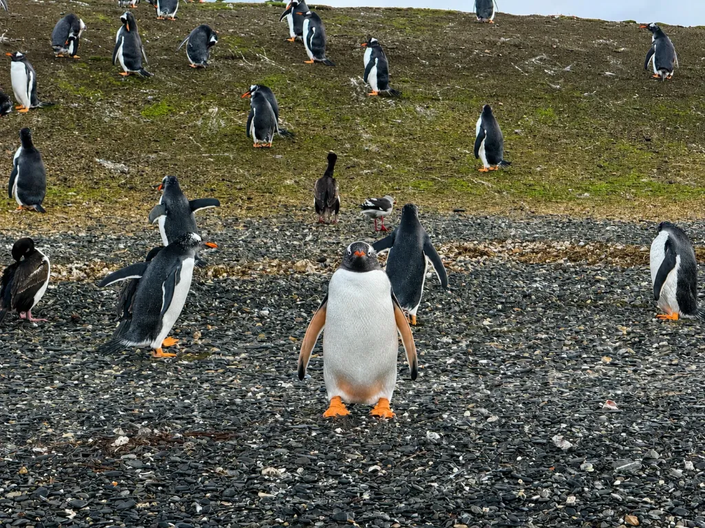 Rota da Centolla & Observação de Pinguins-Gentoo – Inverno
