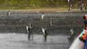 La Ruta de la Centolla & Avistaje de Pingüinos Papúa – Invierno