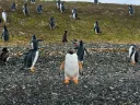 Rota da Centolla & Observação de Pinguins-Gentoo – Inverno