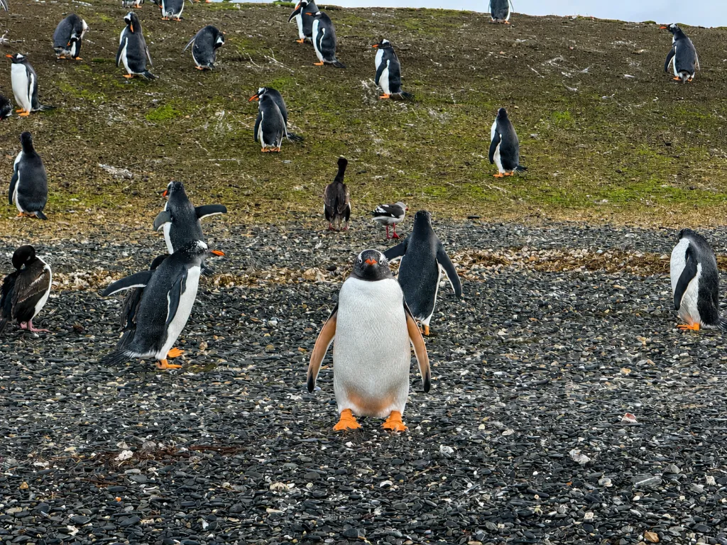 Avistaje de Pingüinos en Barco Pequeño