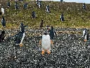 Avistaje de Pingüinos en Barco Pequeño